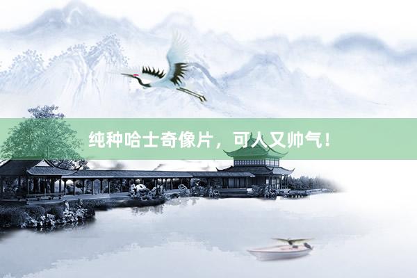 纯种哈士奇像片，可人又帅气！